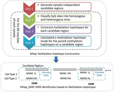 Investigating Different DNA Methylation Patterns at the Resolution of Methylation Haplotypes